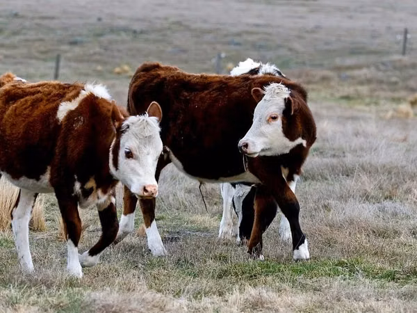 Cow, Cattle — Kazakhstan