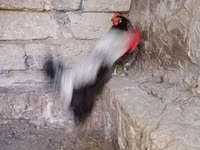 Chickens — photo 4