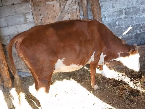 Cow, Latvian Blue cattle — Kazakhstan