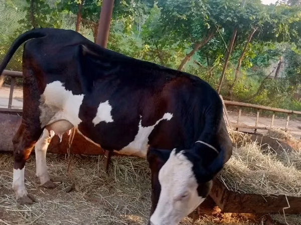 Banteng, Holstein breed — Turkmenistan
