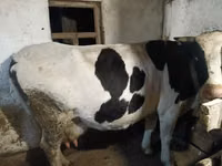 Cow, Latvian Blue cattle — photo 2