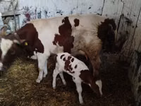 Cow, Simmental cattle — photo 1