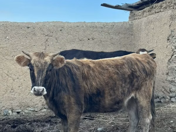 วัวตัวผู้, Swiss cattle