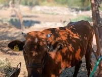 Cow, Cattle — photo 2