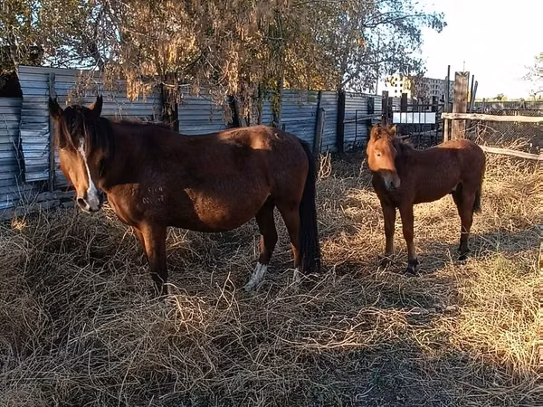 Mare, Horses — Kazakhstan