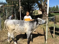 วัวตัวผู้, Ukrainian grey cattle — รูปภาพ 2