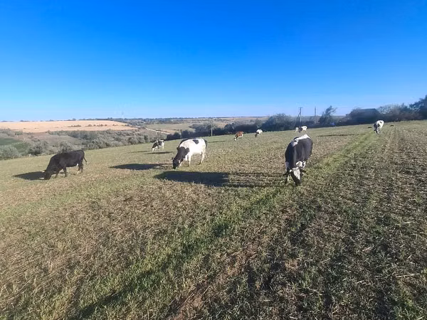 Ko, Simmental cattle