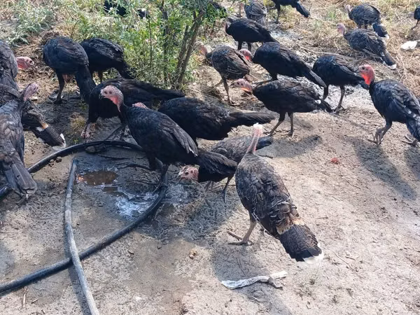 Guinea fowl — Asarbajan
