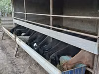 Biri-biri betina, Sheep — foto 2
