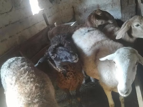 Ram, Sheep — Kazakhstan