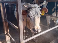 Vaca, Bovinos — foto 5