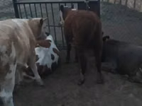 Lembu jantan, Simmental cattle — foto 6