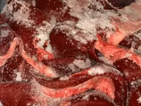 Селезенка св — புகைப்படம் 2