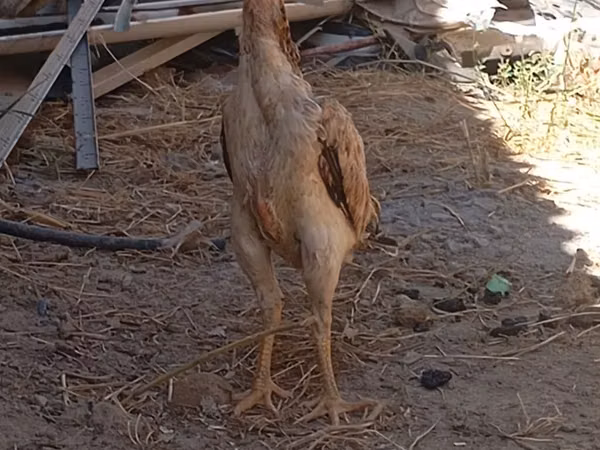 Chickens — Kirgistaan