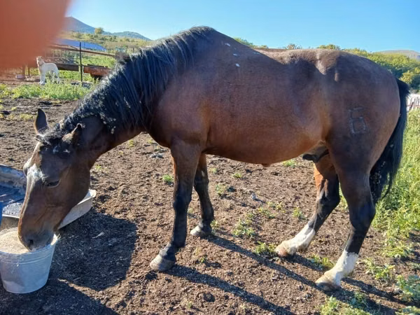 Horse (M), Horses — Kazakhstan