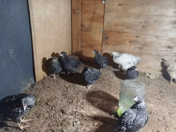 Chickens — Азербайджан