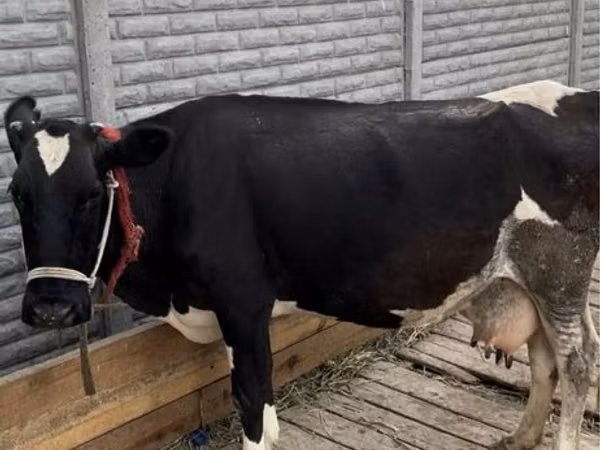 Cow, Latvian Blue cattle — Kazakhstan