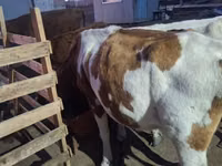 Үнээ, Simmental cattle — 1 зураг