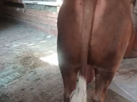 Bull, Cattle — photo 4