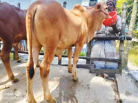 Dibi, Cattle — sawirka 4
