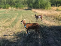 Kambing betina, Goats — foto 2