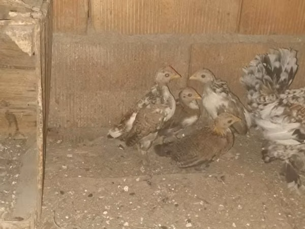 Japanese Bantam