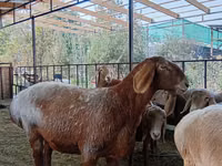 பெண் ஆடு, Arashan sheep — புகைப்படம் 8