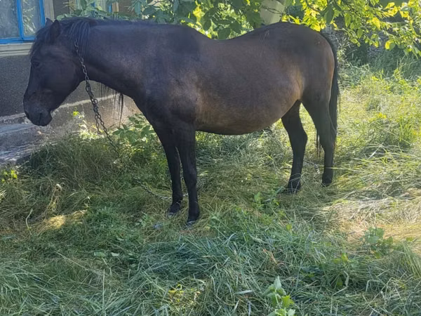 Mare, Horses — Moldova
