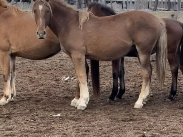 Horse (M), Horses