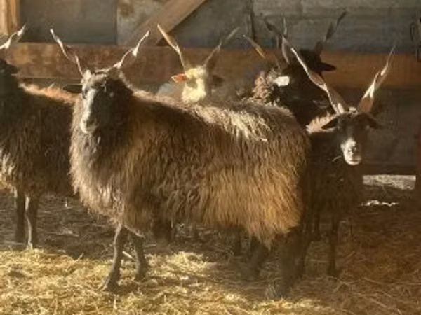 Får, Racka sheep