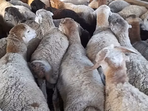 Ram, Sheep — Azerbaijan