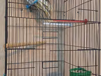 Nimçəsən (Cockatiel) quşları və qəfəs komplekti - Növ: Nimçəsən — foto 3