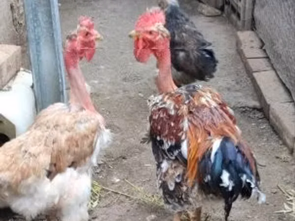 डेनिश हेन
