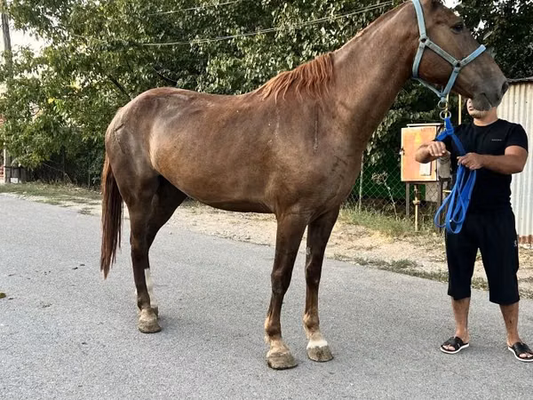 مادیان, Russian Don