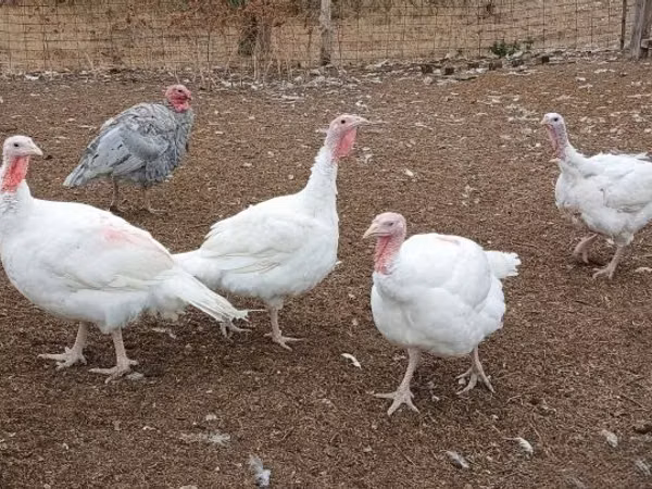 Turkeys — Hungary