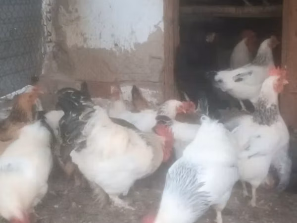Chickens — 吉尔吉斯斯坦