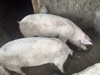 Scrofa — foto 1