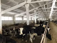Сиыр, Yaroslavl cattle — 6-сурет