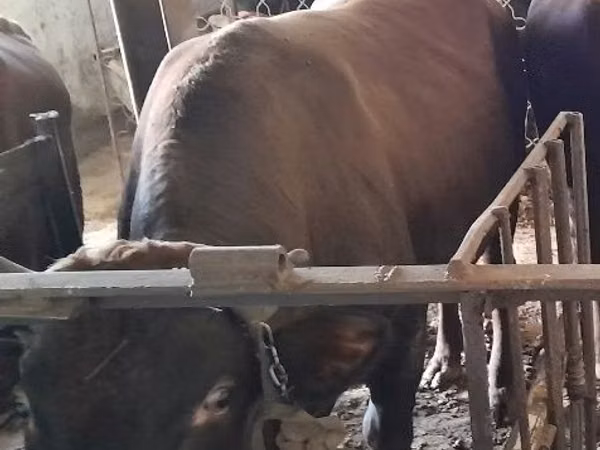 Bull, Cattle