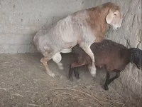 Oveja, Arashan sheep — foto 7