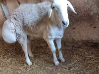 Ram, Sheep — photo 4