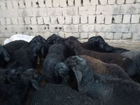 قوچ, Rhon sheep — عکس 4