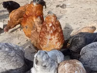 Chickens — รูปภาพ 4