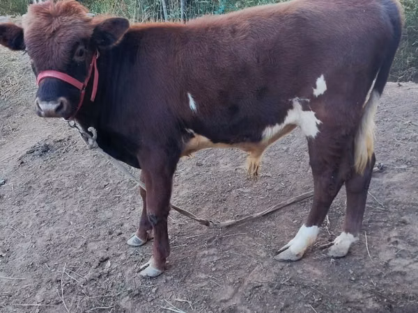 Vaca, Ganado vacuno