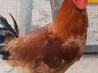 Chickens — foto 1
