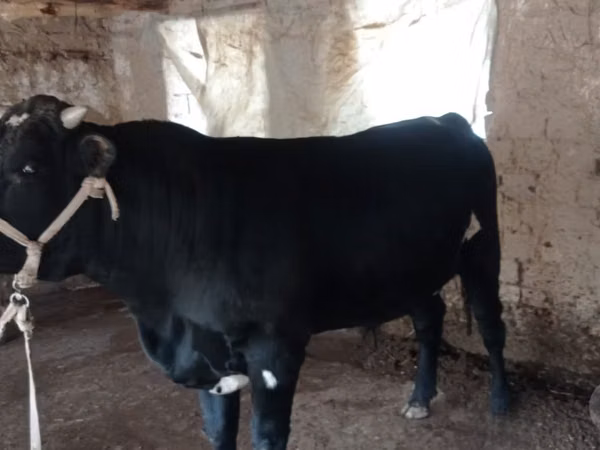 Bull, Aberdeen-Angus