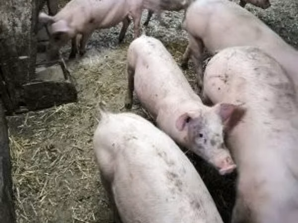 Kanec, Prasata — Maďarsko