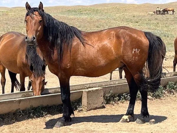 Mare, Horse breed — Kazakhstan