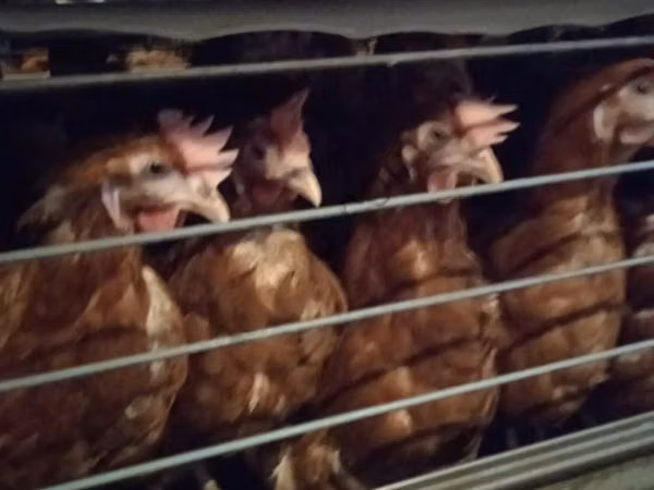 Chickens — Russia