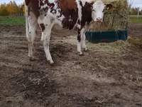 Үнээ, Simmental cattle — 5 зураг